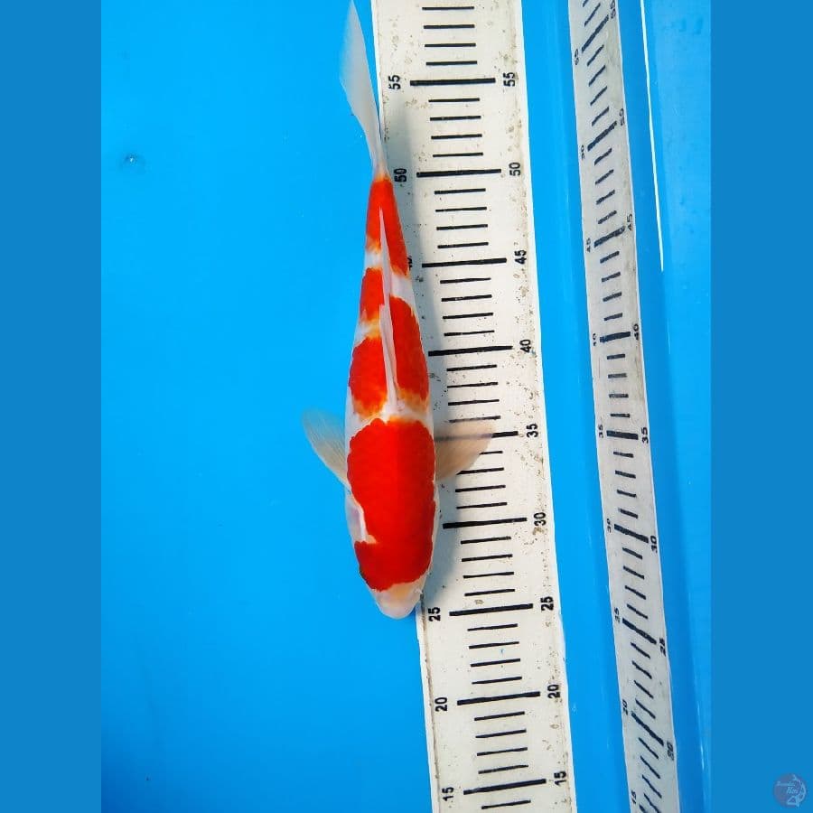 Kohaku Female 30cm