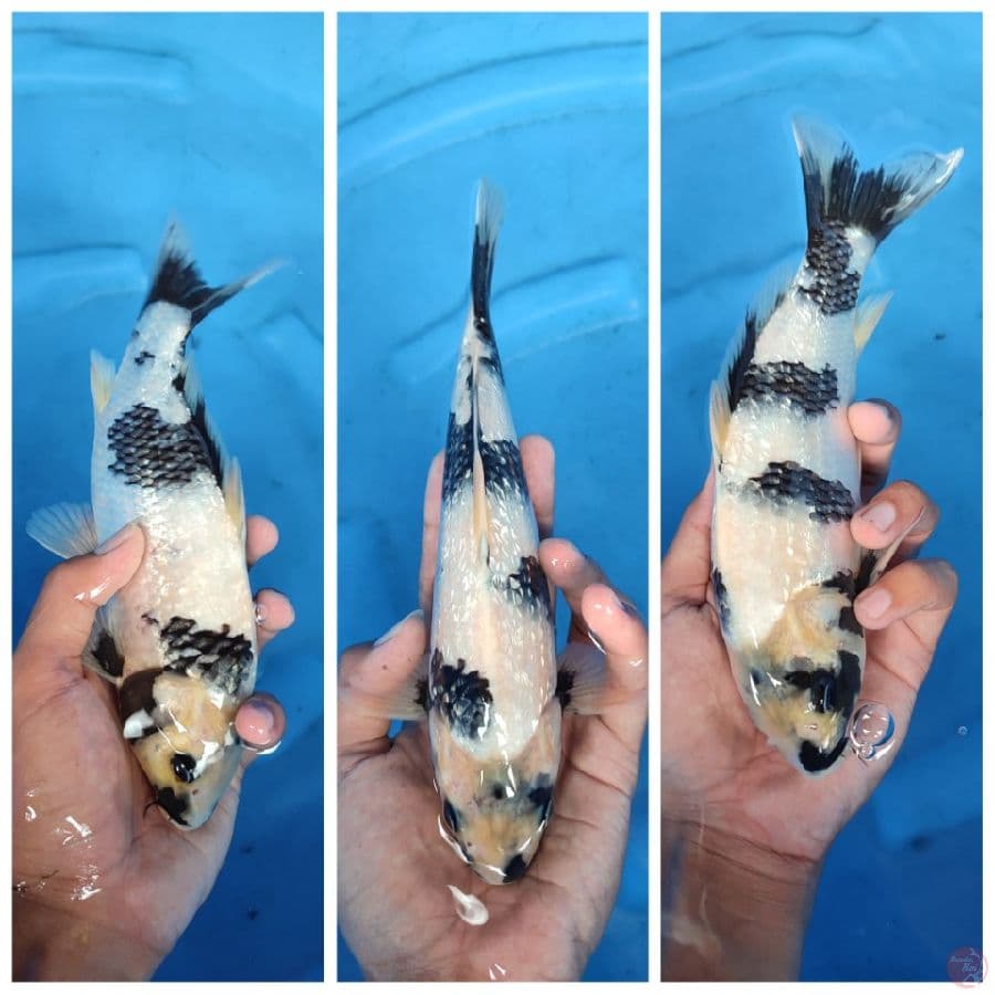 shiro gindrin SQ ,, calon Hot ,, 24 cm