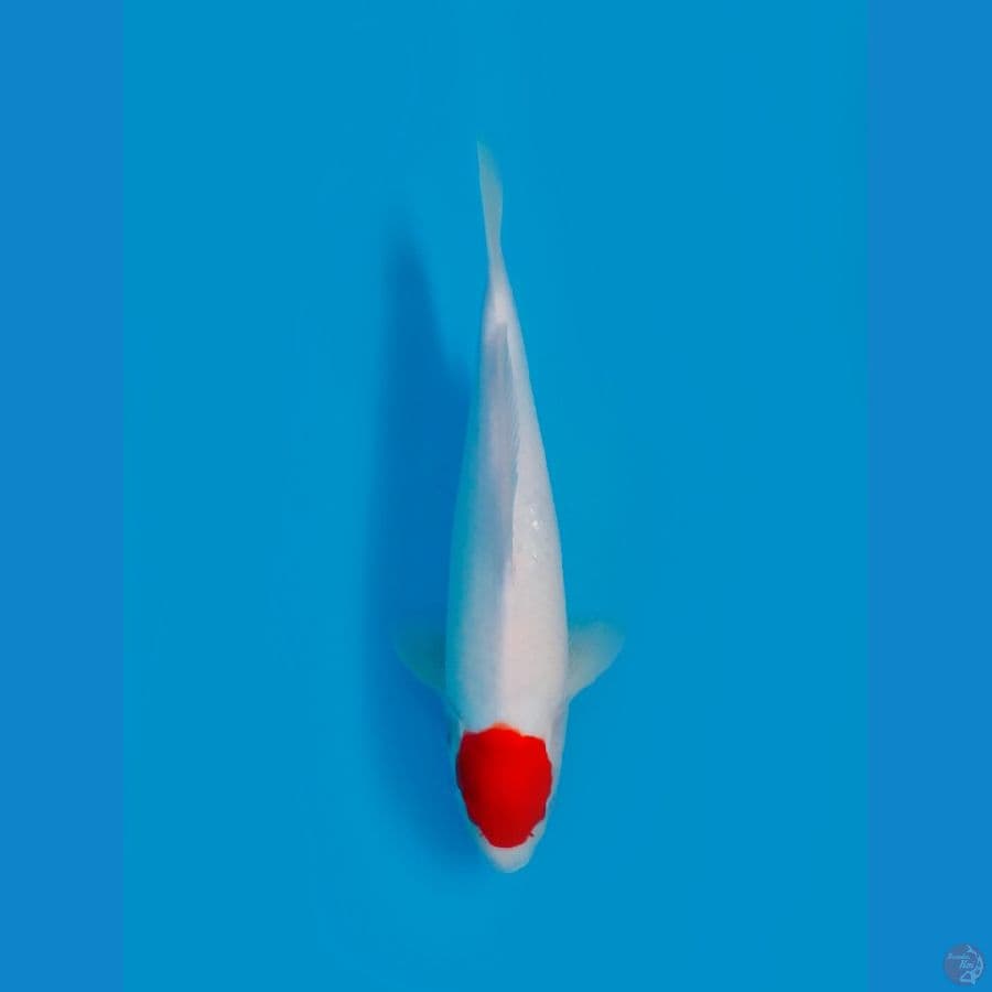 Original Tancho Kohaku Female 30cm