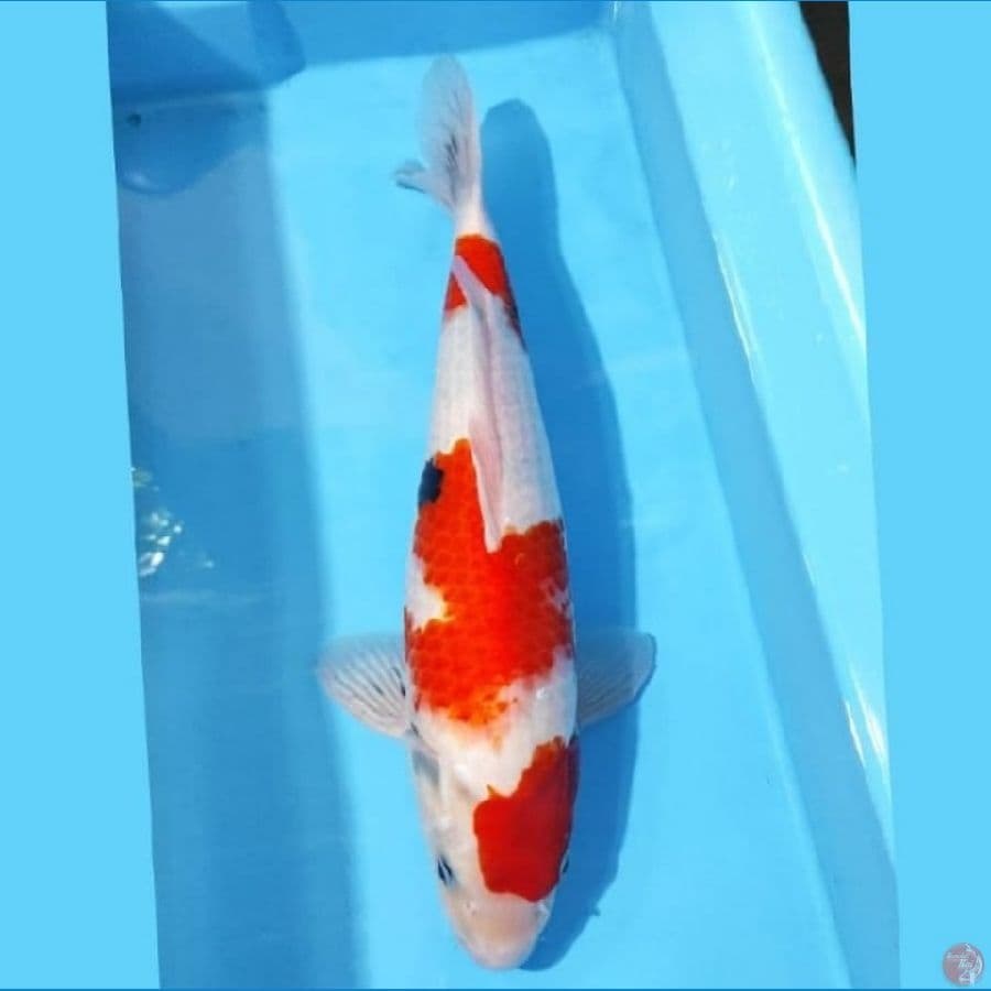 SHOWA TATEGOI CALON JUMBO 42 CM FEMALE
