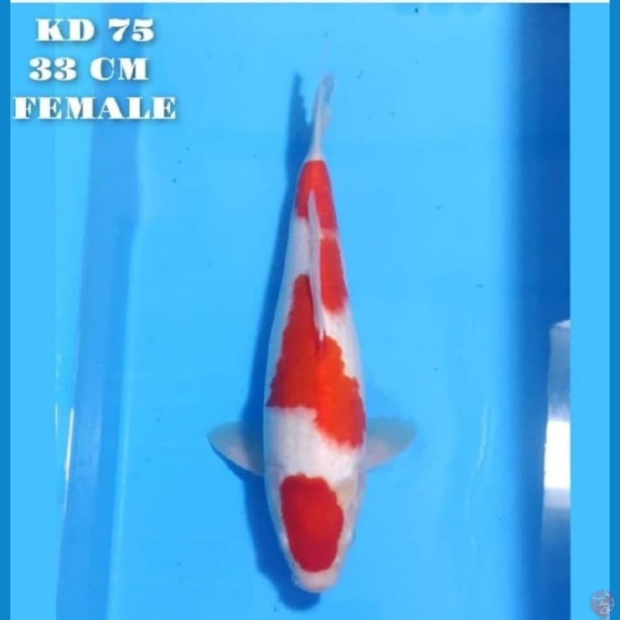 MARUTEN KOHAKU 33 CM FEMALE
