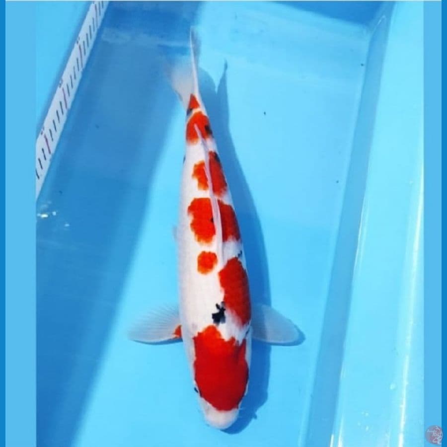 TAISHO SANKE TULANG BESAR 37CM FEMALE