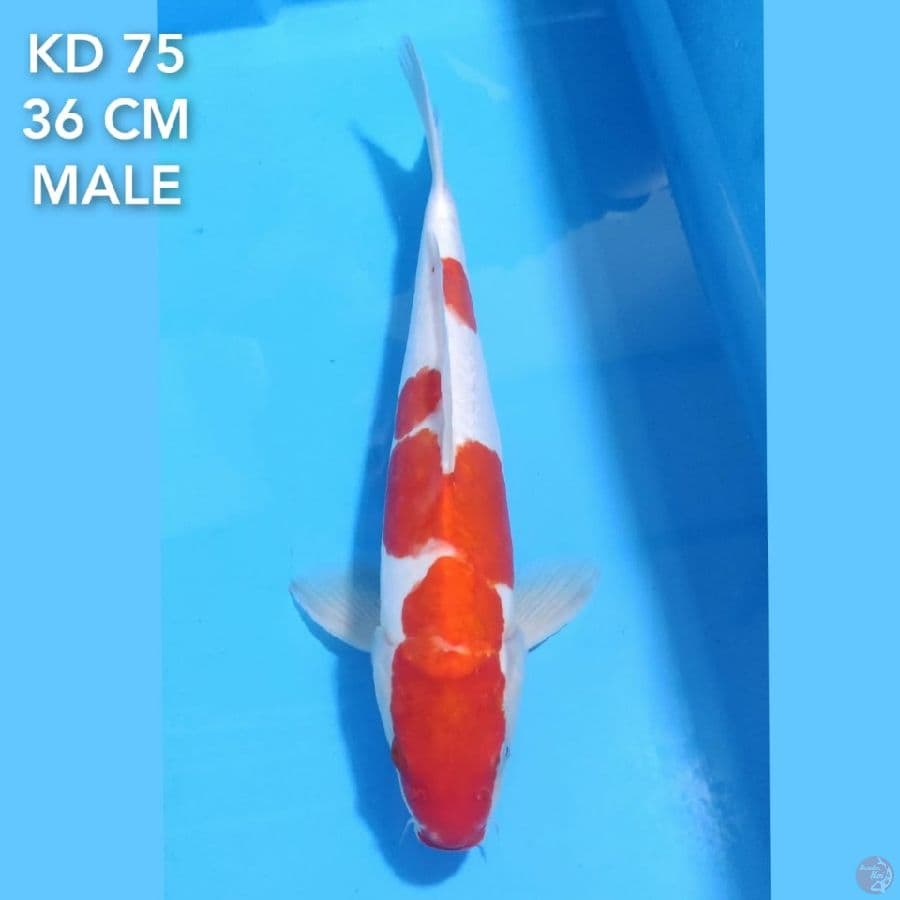 DOITSU SANKE 36CM MALE