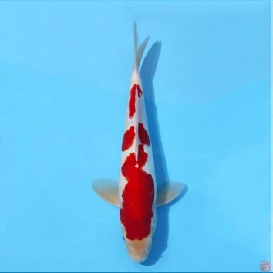 DOITSU KOHAKU MERAH 32 CM MALE
