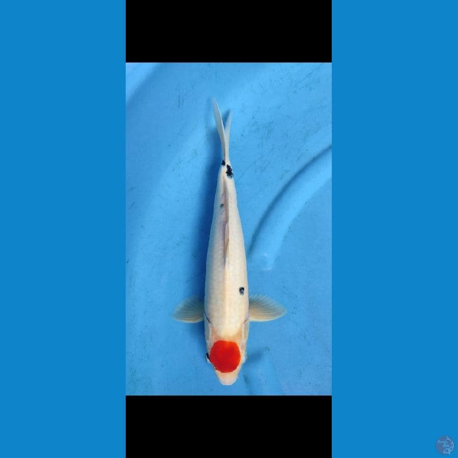 original tanco sanke,, 37 cm, jantan