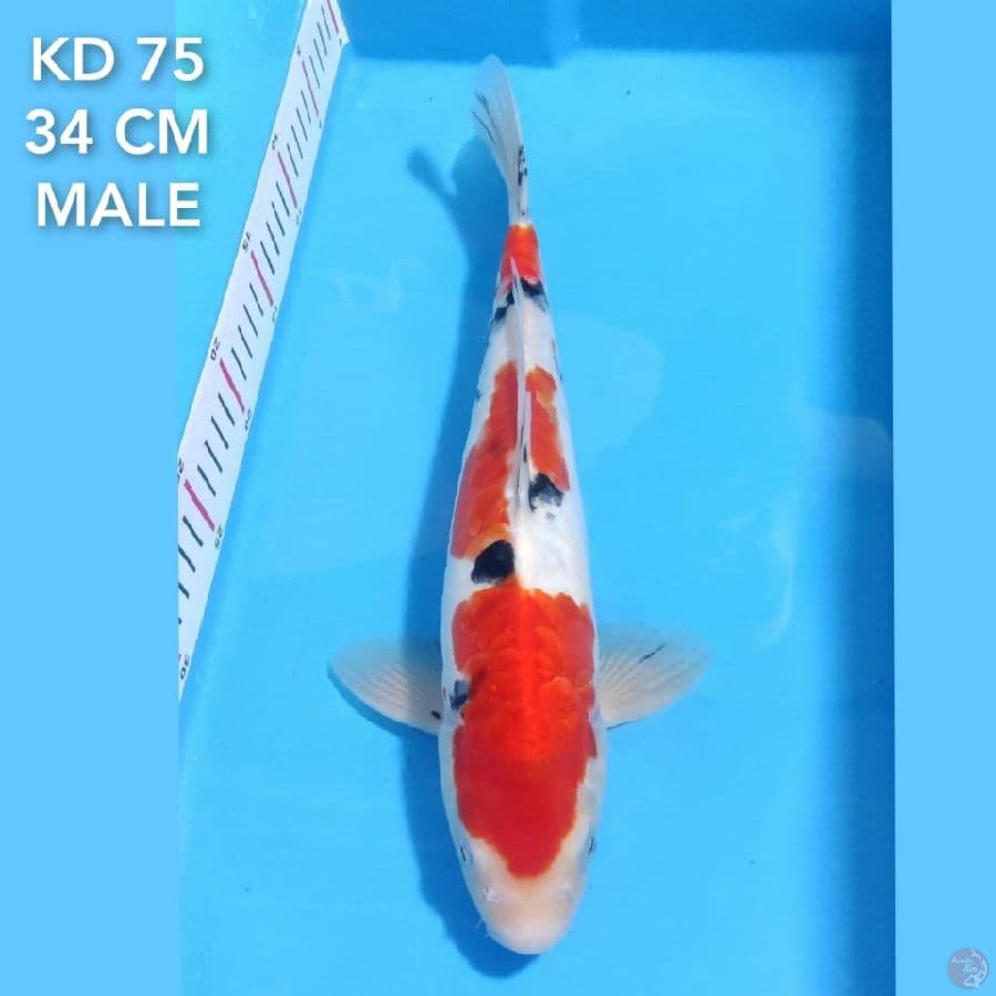 DOITSU ARAGOKE 34 CM MALE