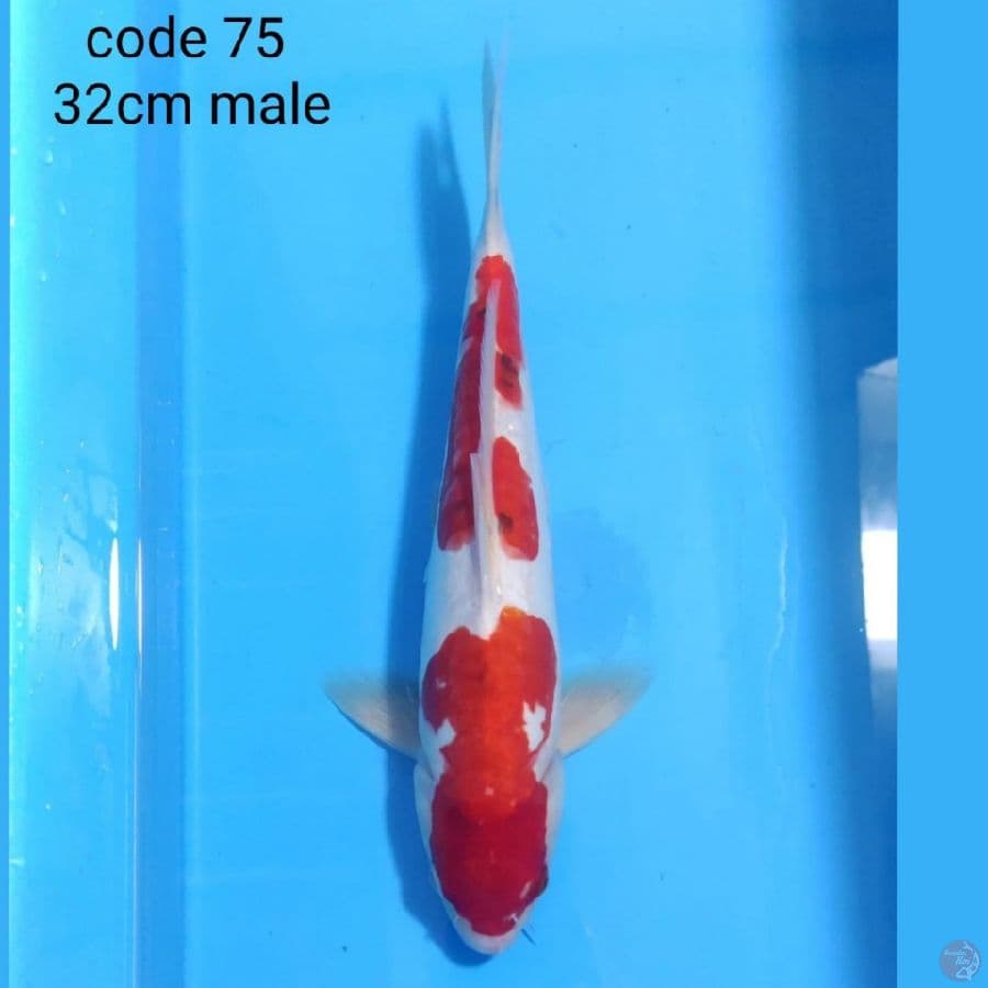 DOITSU SANKE 32 CM MALE