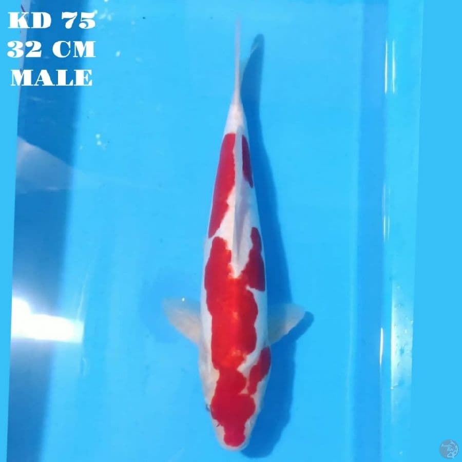 RED DOITSU KOHAKU 32 CM MALE