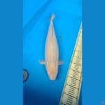JUMBO JANTAN 56cm