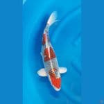 GHOSIKI SANDAN 45cm/f⁶