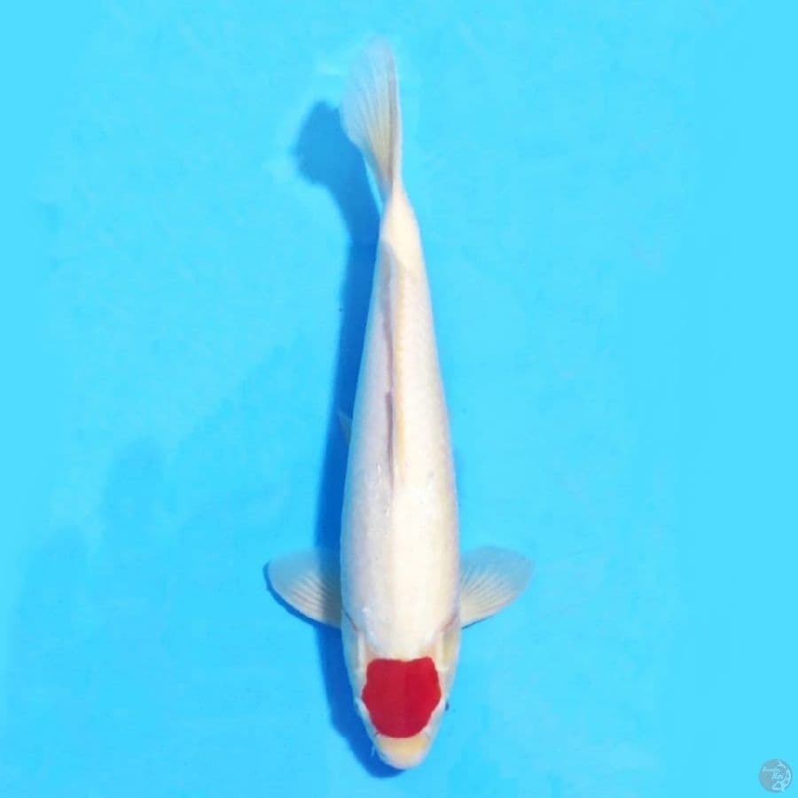 TANCHO KOHAKU 41 CM MALE