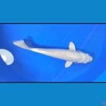 PLATINUM JUMBO 35 CM 