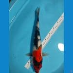 Showa Sanshoku M.43 cm