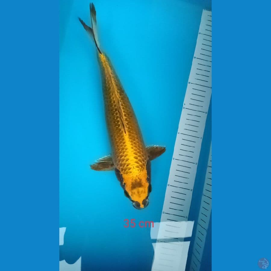 mukasi 35 cm