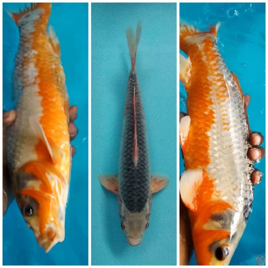 ASAGI 42 CM