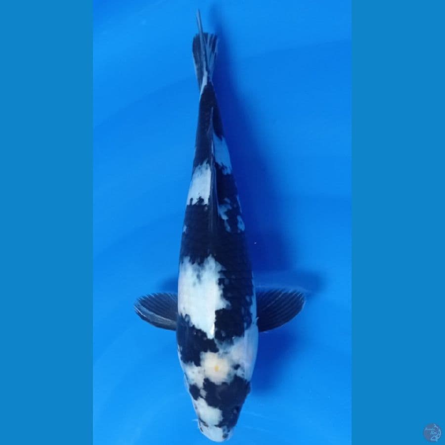 siro utsuri 30 cm fimale 