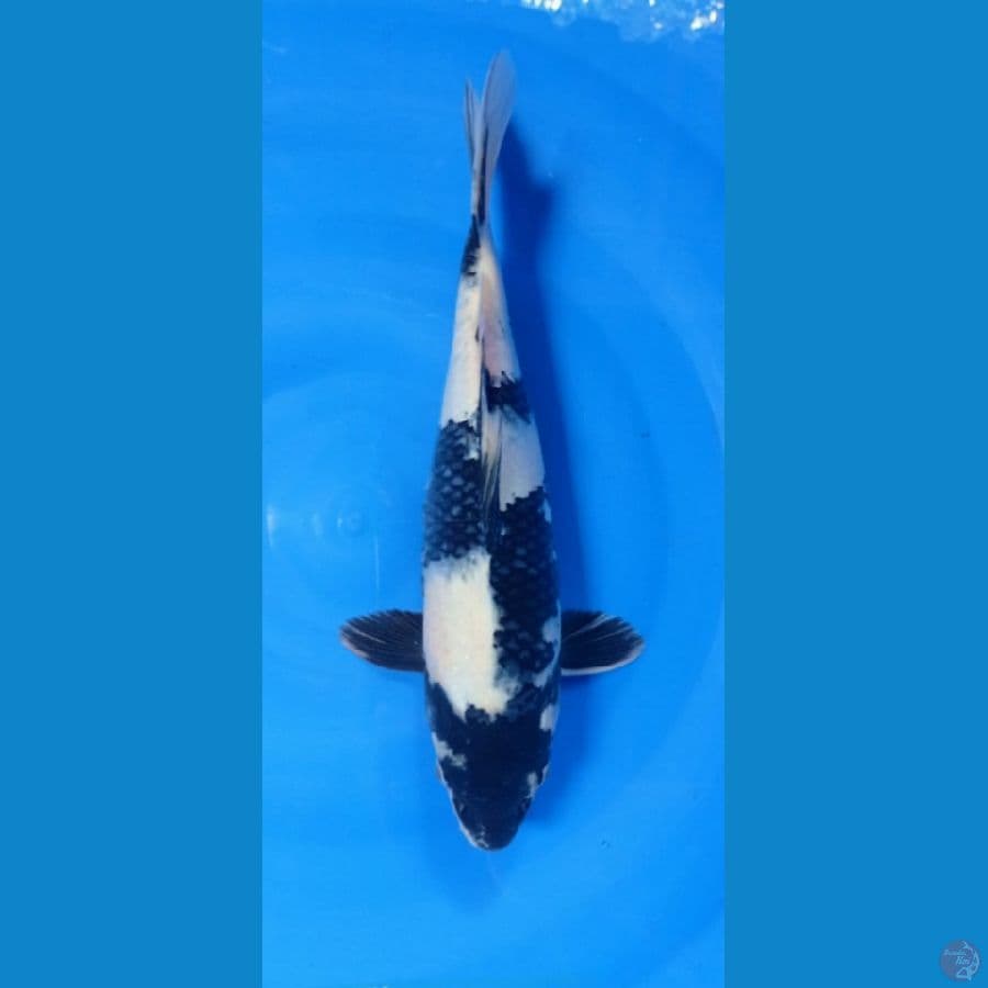 siro utsuri 30 cm male
