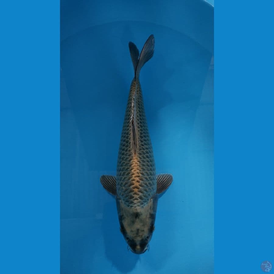 MUKASI BERPUNUK 35CM