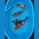 PAKET MIX JUMBO 4 EKOR SIZE 40 CM " GOROMO,SANKE,HI UTSHURI,KUJAKU
