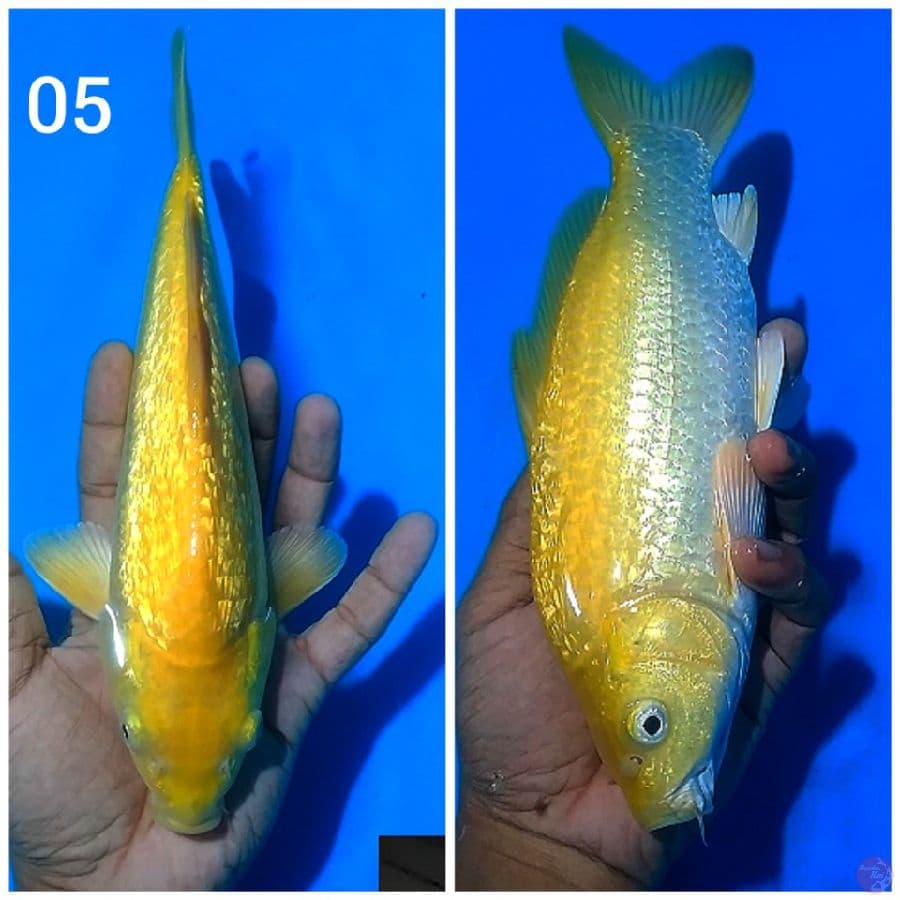 the KARASHI GINRIN BODY BULKY PUNUK UNTA