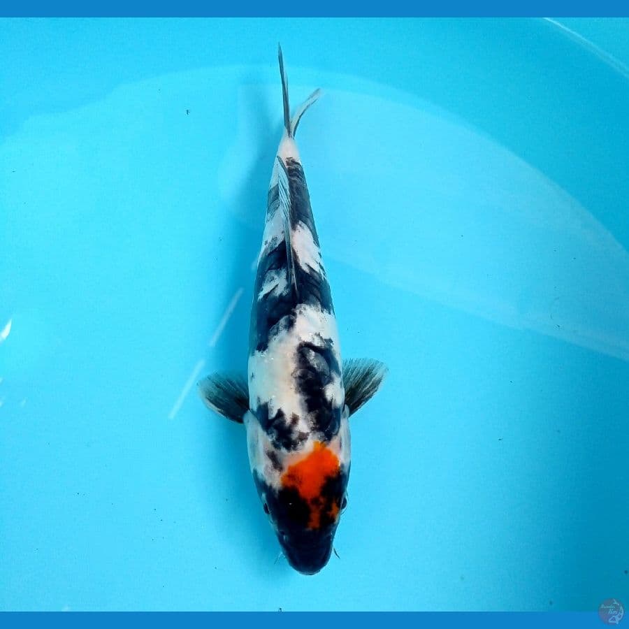 tancho showa doit 22cm