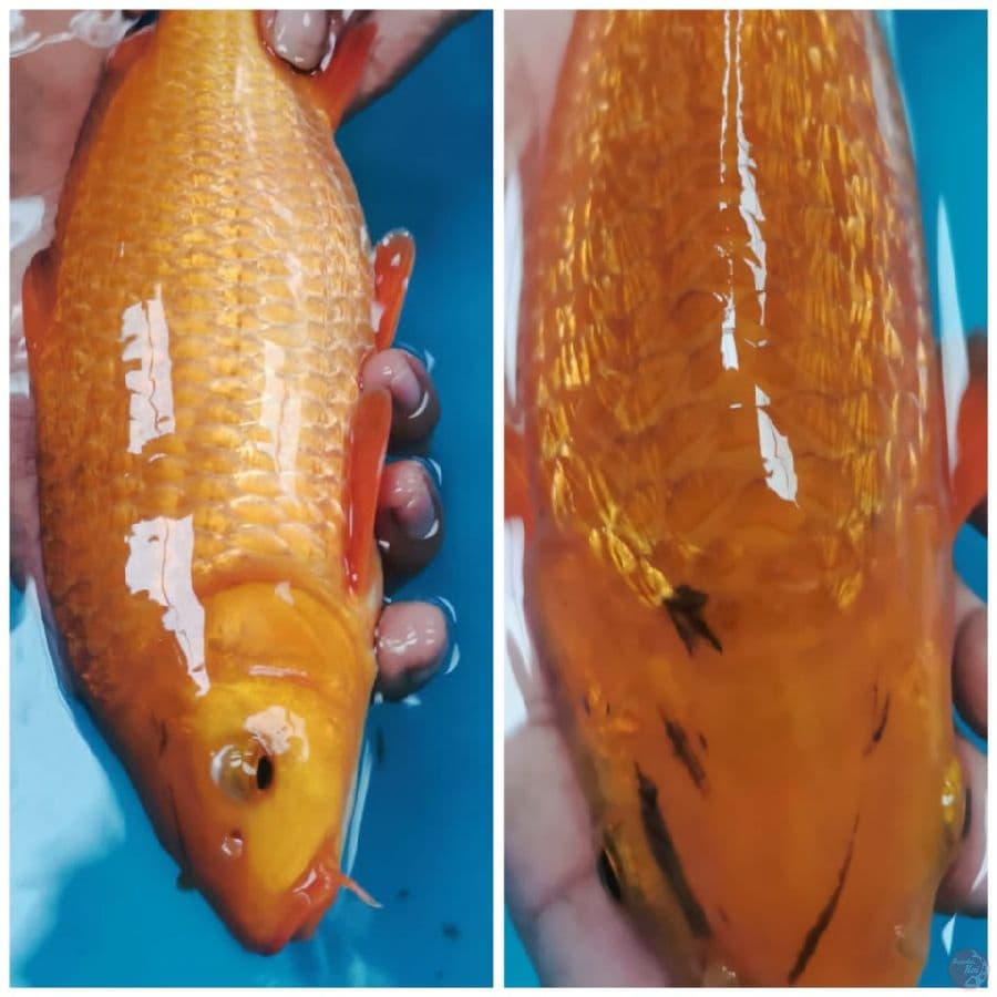 the CHAGOI CARAMEL GINRIN BODY TEBAL PUNUK UNTA