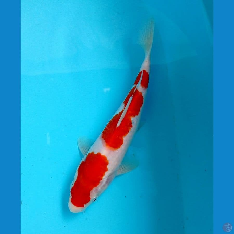 kohaku 22cm