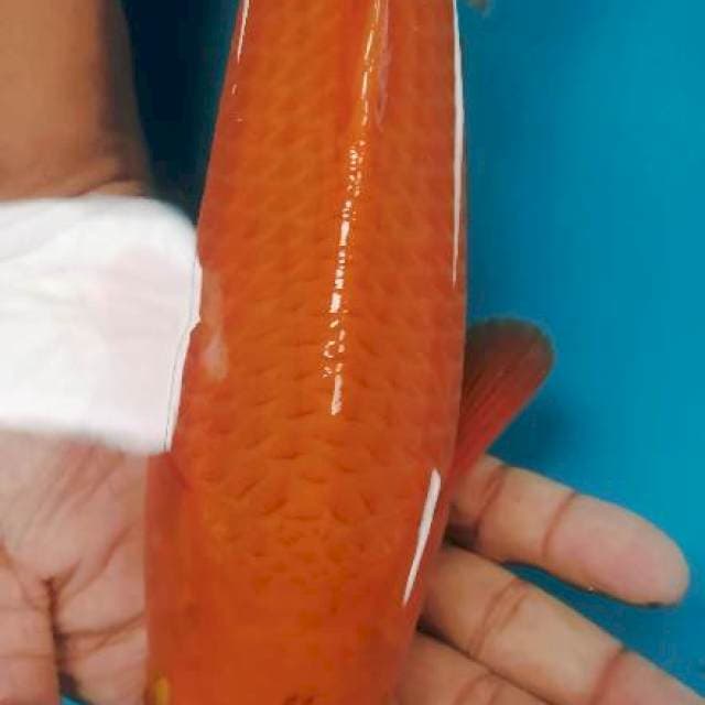 KARAMEL 32cm