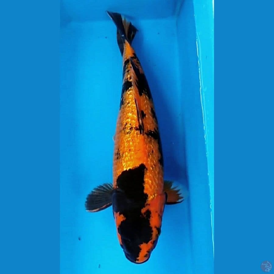 jumbo 40cm (hiutsuri gindrin)