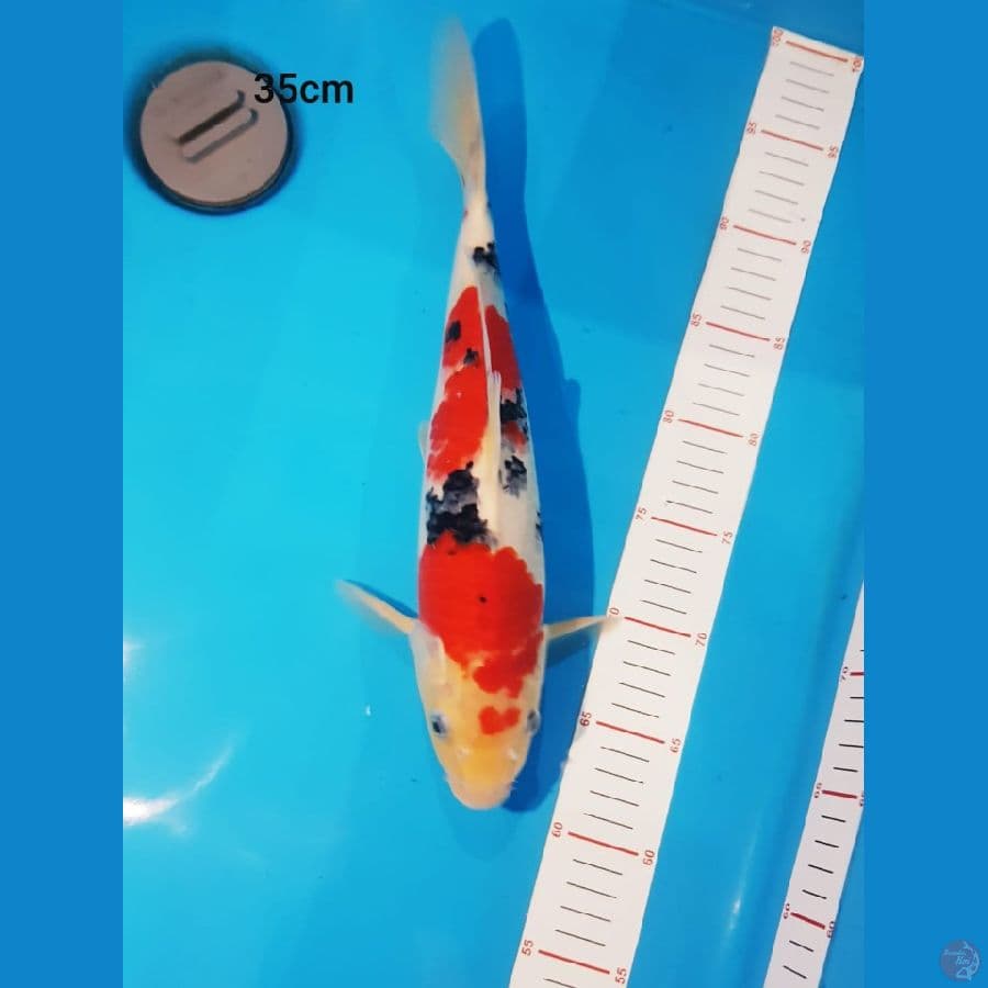 Sanke 35cm Male