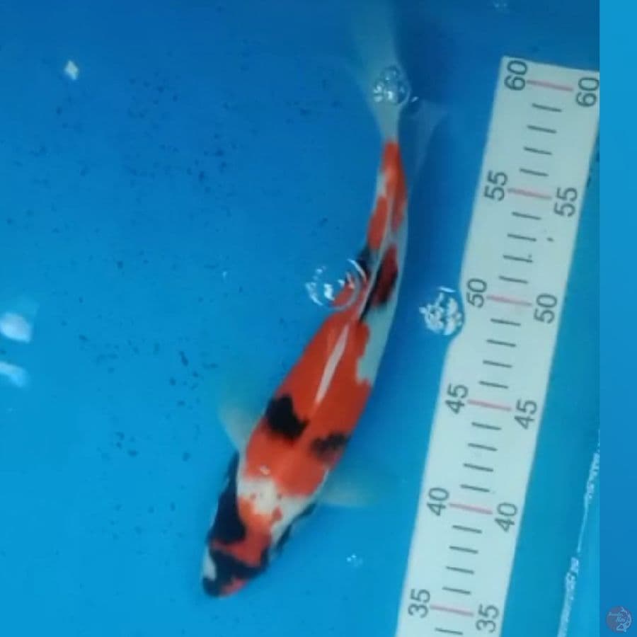 Showa 27cm
