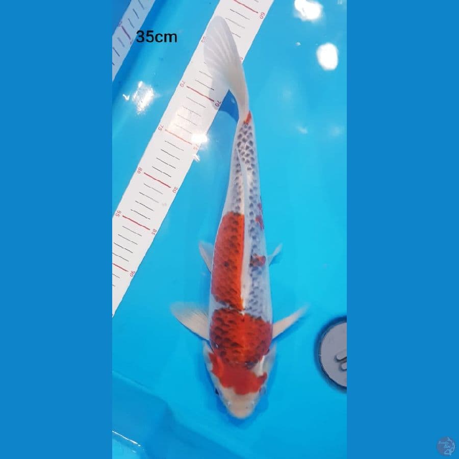 Goshiki Jos 35cm Male