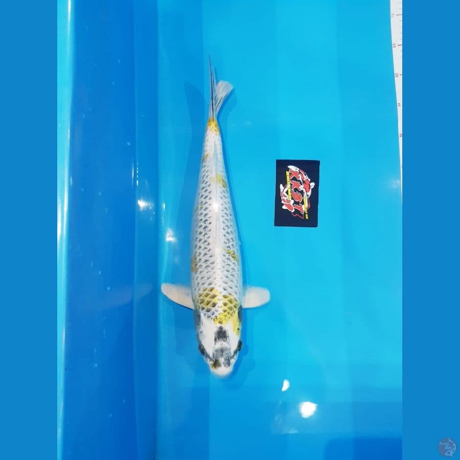 Jumbo Antikan 48Cm Male