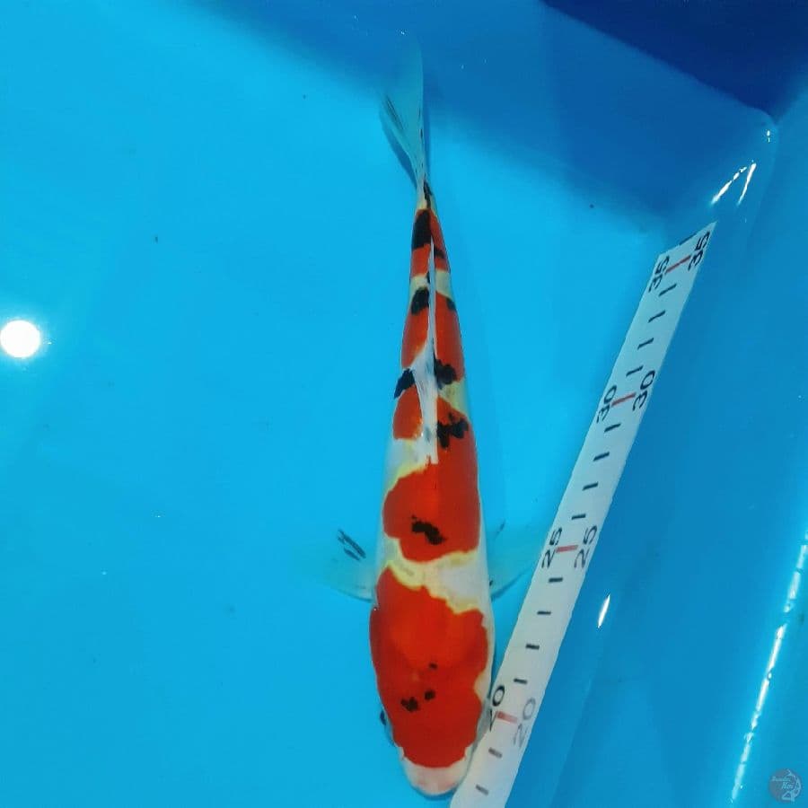 *SANKE DOIT 23 CM*