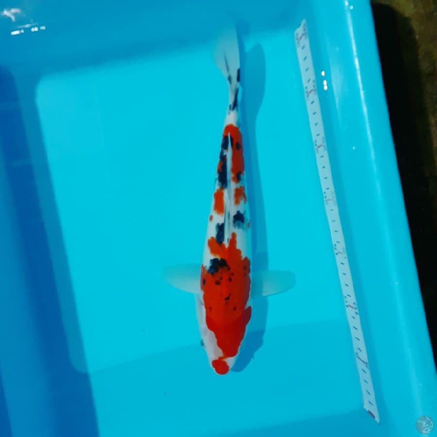 *SANKE 32 CM* 