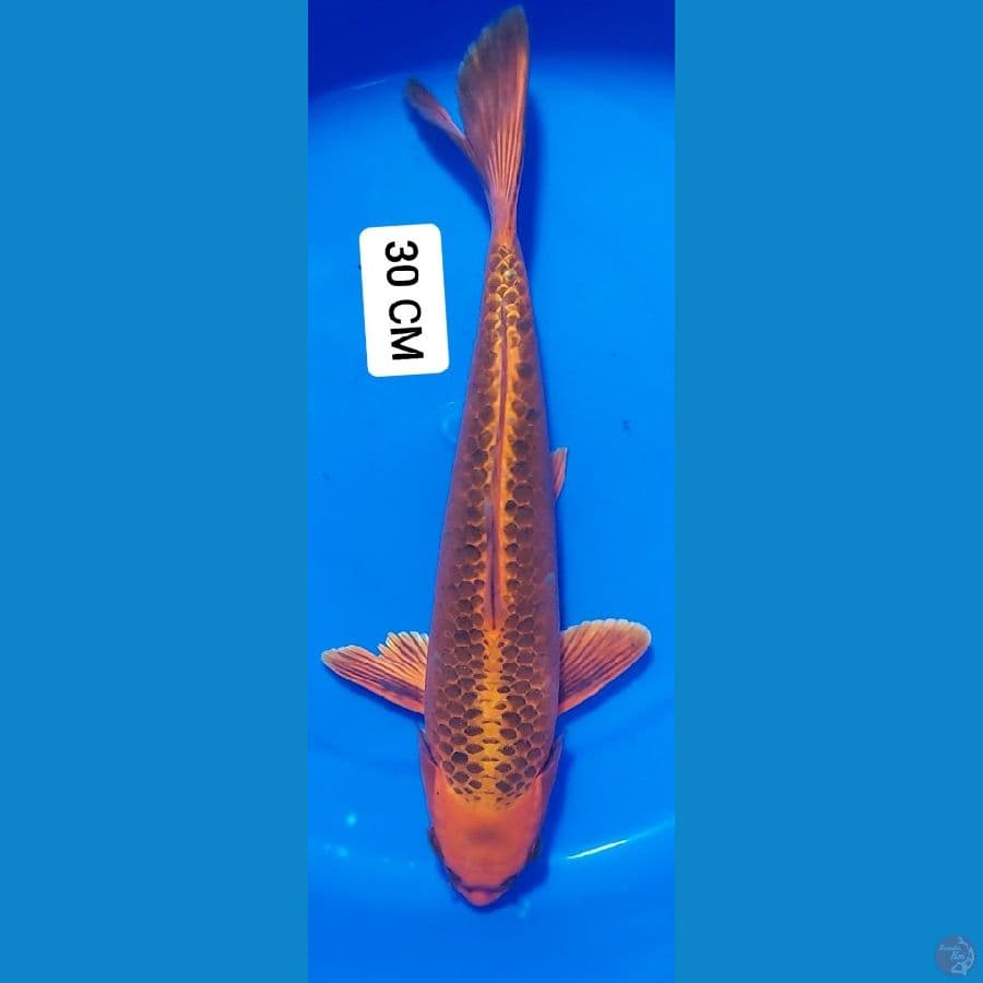 MATSUBA 30 CM