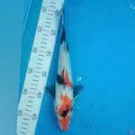 kindai Showa 27cm