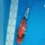 Showa 28cm
