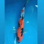 Showa 30cm