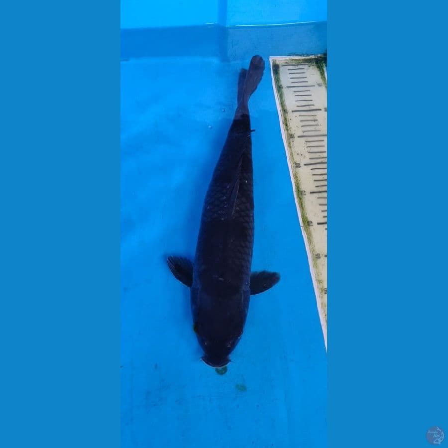 uchiba gendruwo.... 47cm