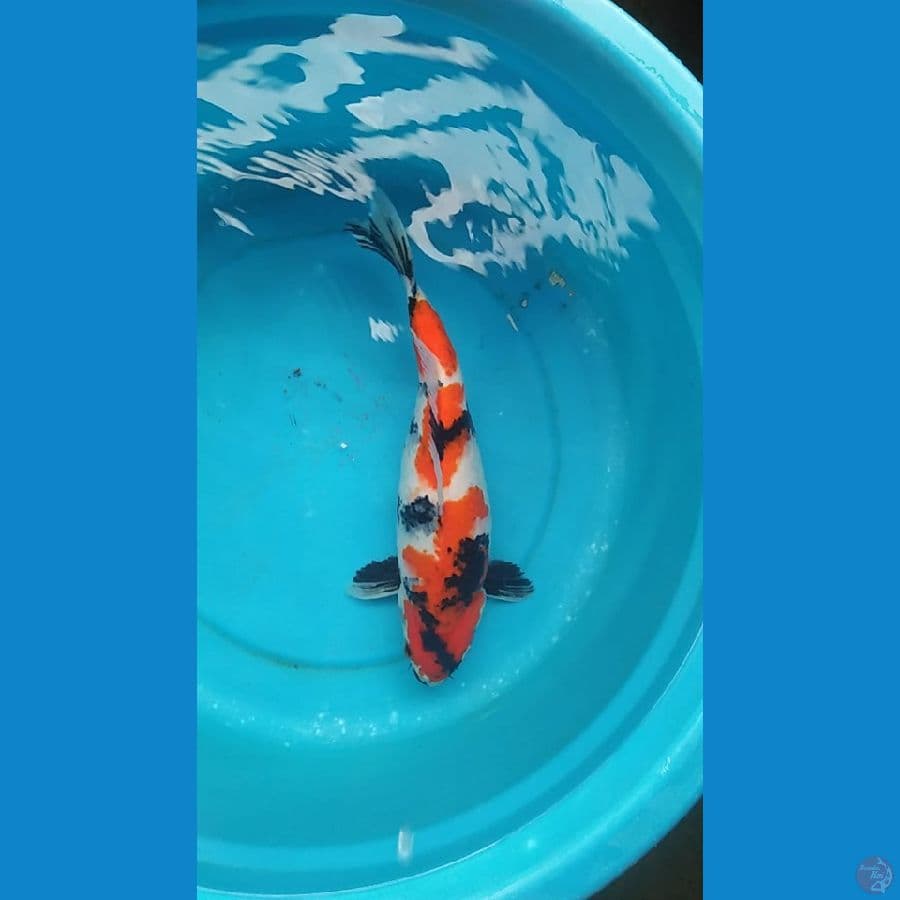 showa 38 cm