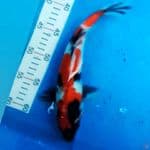 Showa 29cm