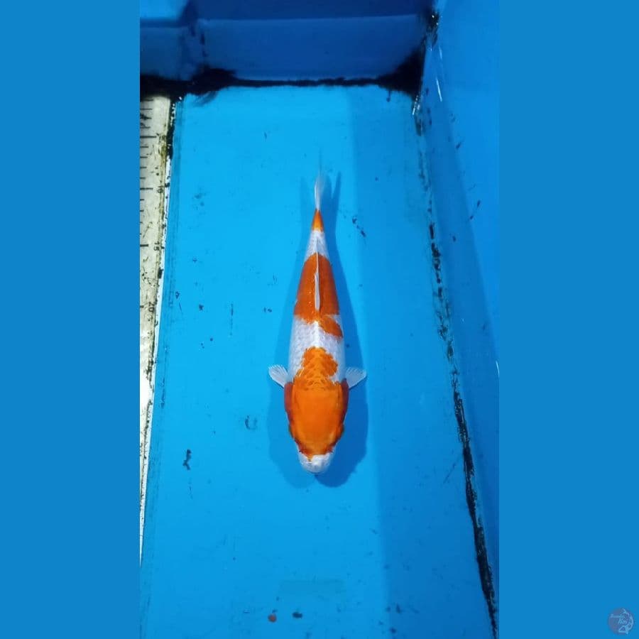 Hariwake 23cm