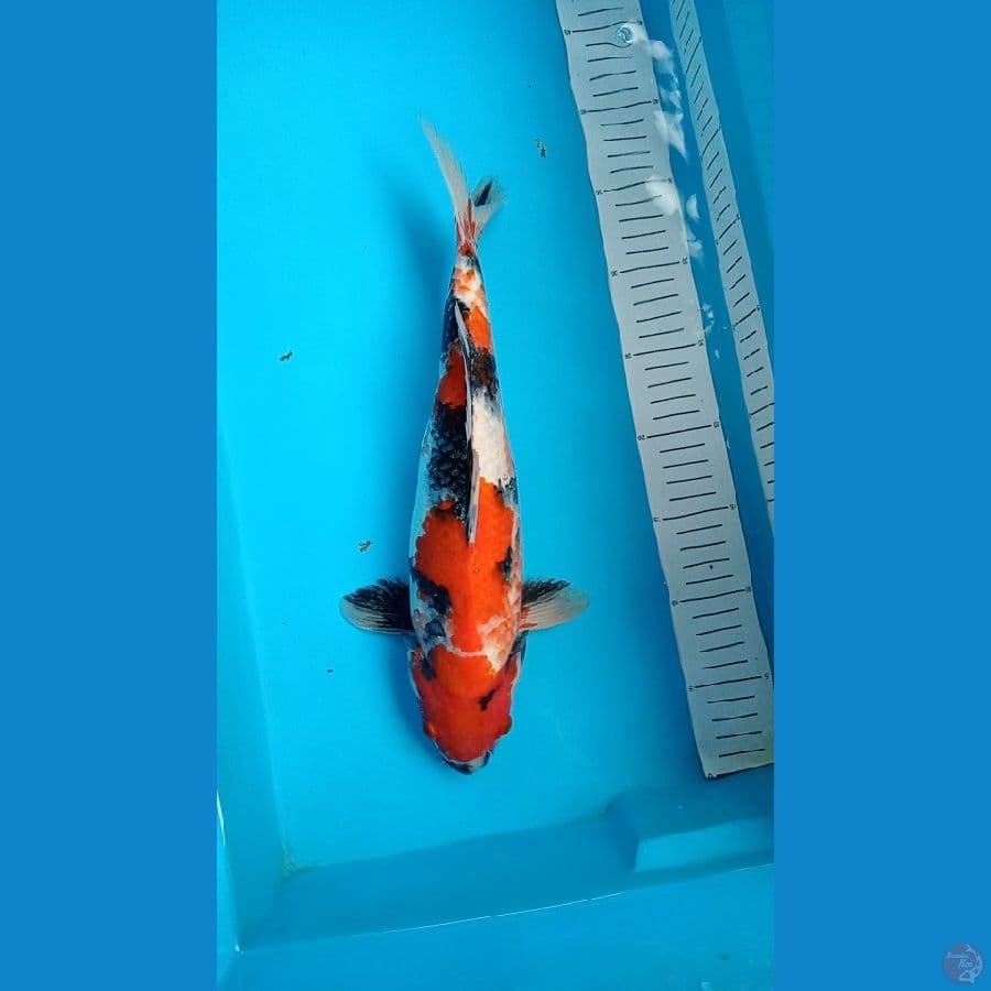 showa 35 cm