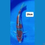 Goshiki 29cm