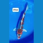 Goshiki 27cm