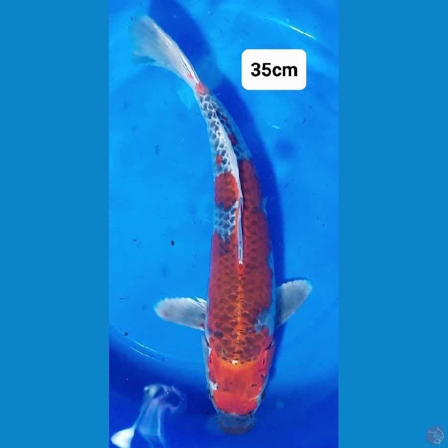 Goshiki 35cm