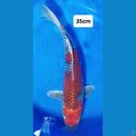 Goshiki 35cm