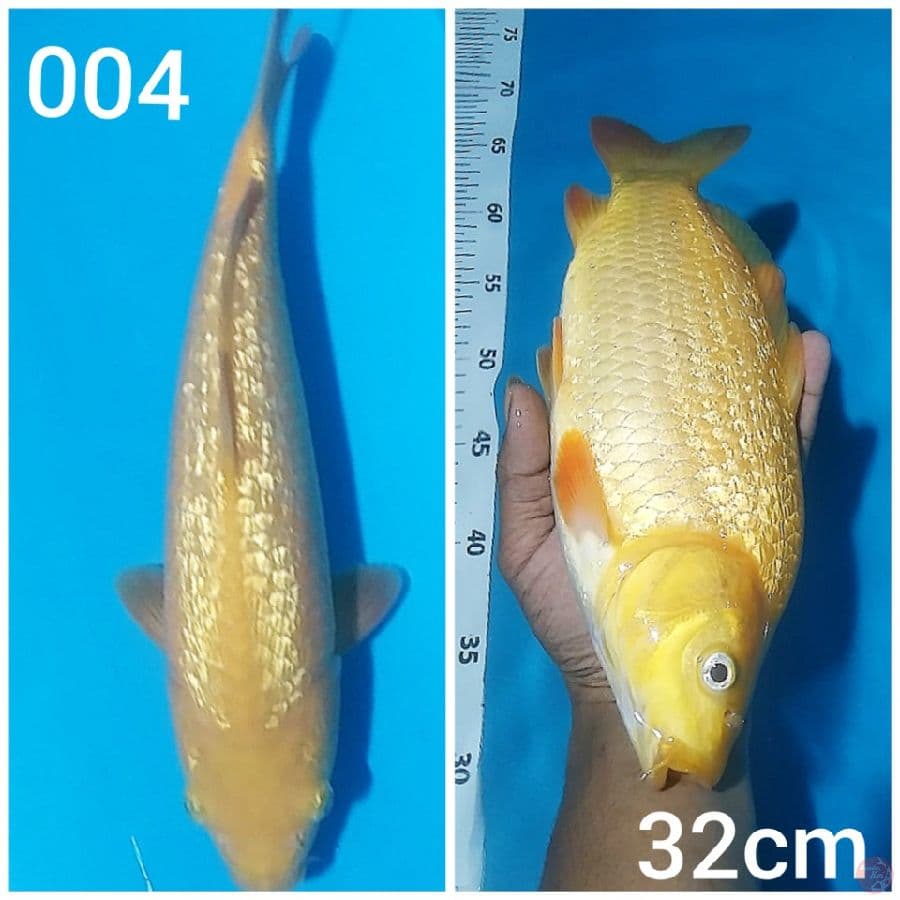 karashi ginrin 32cm