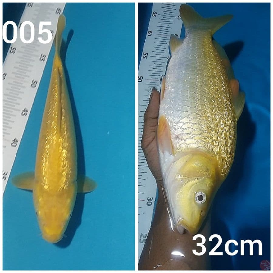 karashi ginrin 32cm